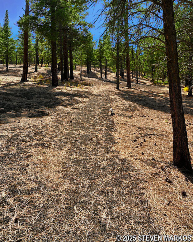 Gradual ascent at the western end of the Lava's Edge Trail in Coconino National Forest