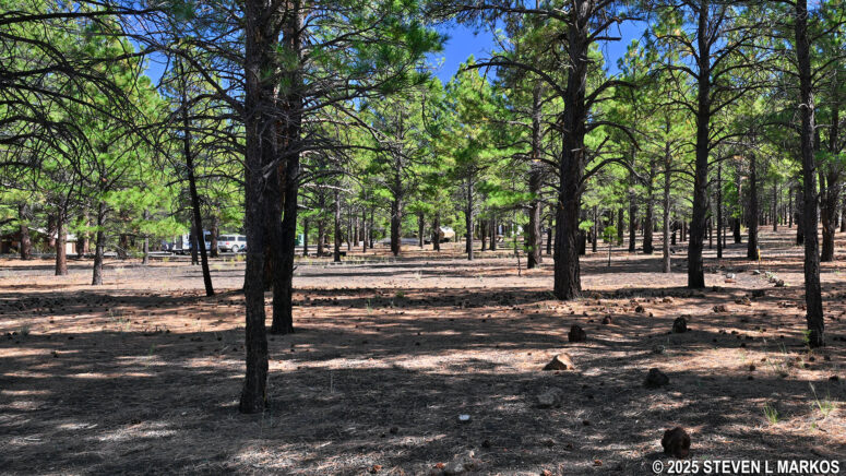 View of the Bonito Campground in Coconino National Forest from the Lava's Edge Trail