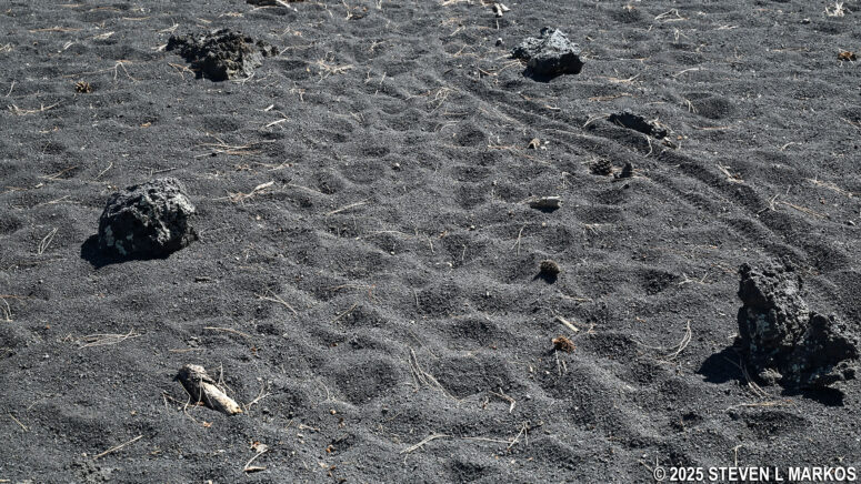 Deep lava rock sand on the Coconino National Forest section of the Lava's Edge Trail