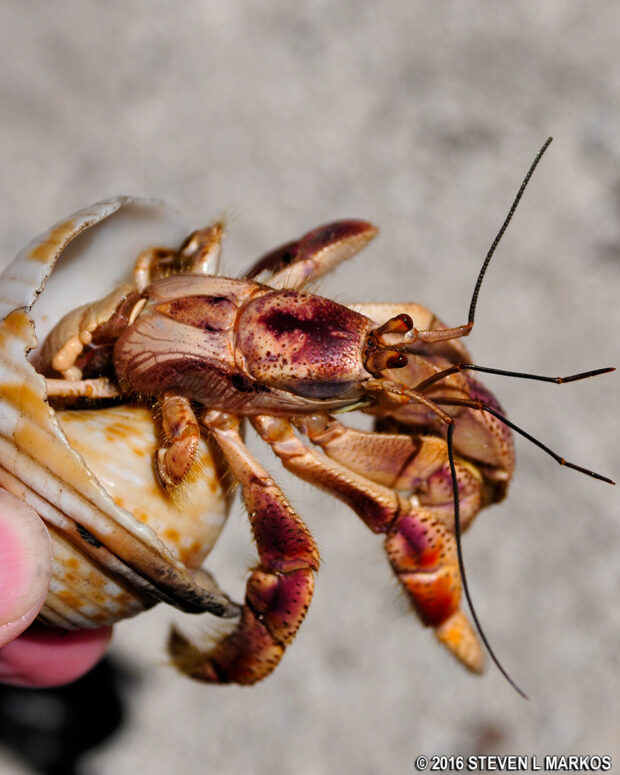 Hermit Crab found on the Garden Key beach at Dry Tortugas National Park