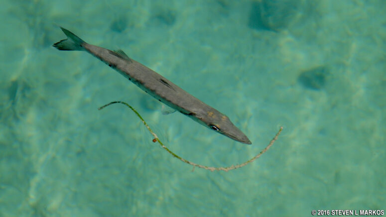 Fish photographed from the Fort Jefferson moat wall, Dry Tortugas National Park