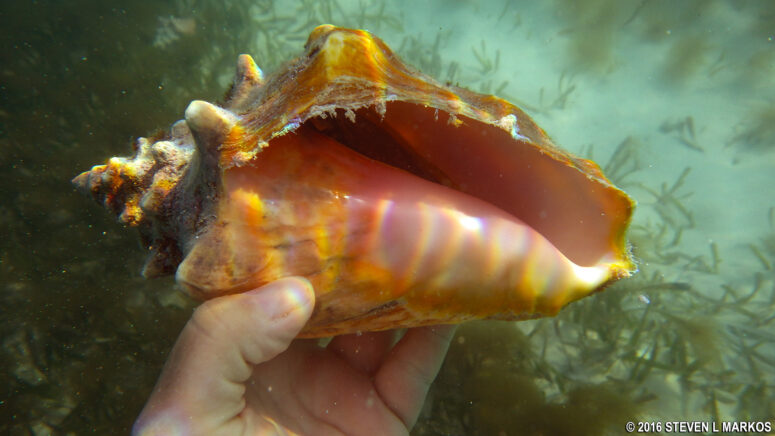 There are plenty of large shells on the ocean floor in the swimming area of Garden Key in Dry Tortugas National Park