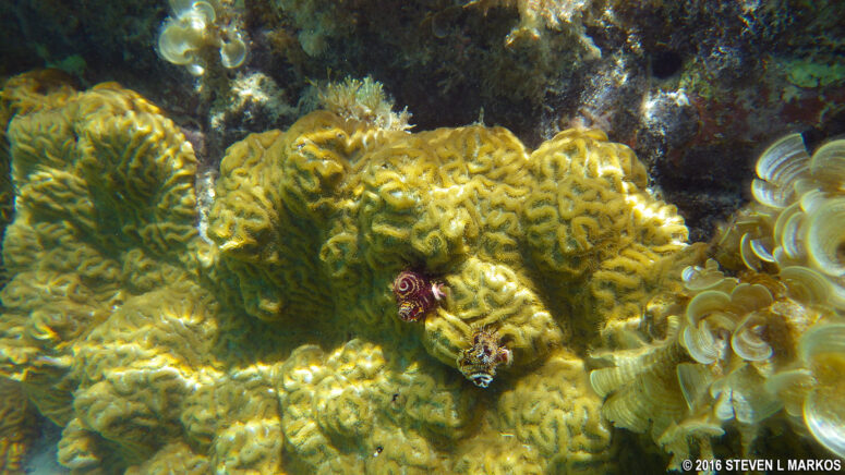 Corals along the moat wall of Fort Jefferson in Dry Tortugas National Park
