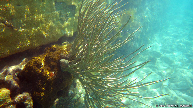 Corals along the moat wall of Fort Jefferson in Dry Tortugas National Park