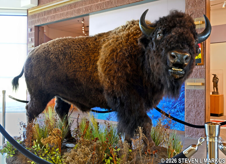 Life-size bison on display at the Washita Battlefield National Historic Site Visitor Center