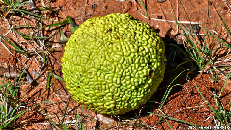 Mature fruit from an Osage orange tree at Washita Battlefield National Historic Site