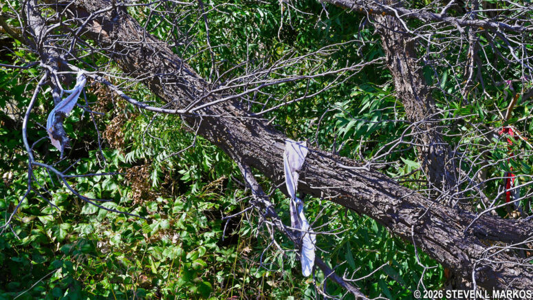Prayer cloths hanging at Stop 7 on the Washita Battlefield Trail at Washita Battlefield National Historic Site