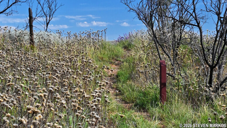 Section of barbed wire fence from 1883 on the Mesquite Trail at Alibates Flint Quarries National Monument
