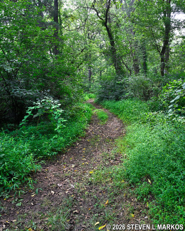 Stick portion of the Stuart's Hill Loop Trail in Manassas National Battlefield Park