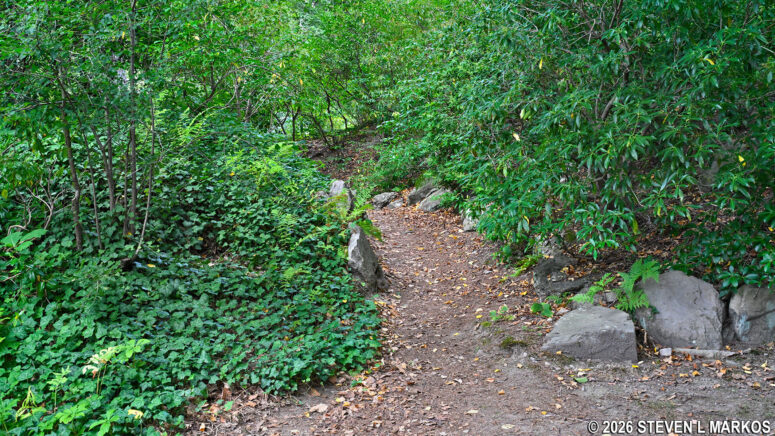 Walking path through the Olmsted grounds at Frederick Law Olmsted National Historic Site