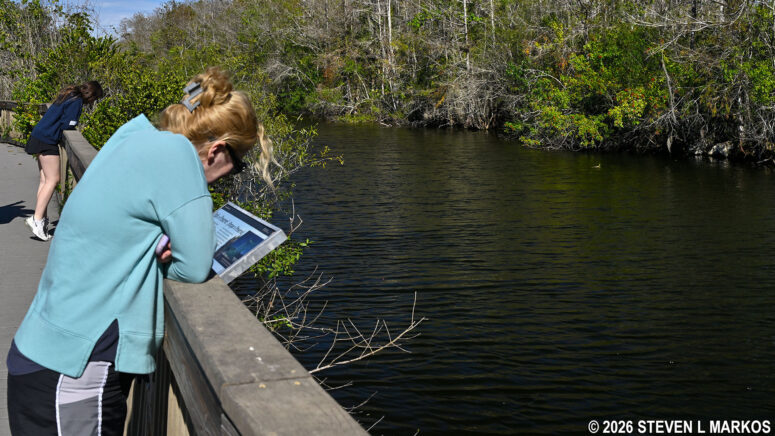 Boardwalk overlooking the canal at H. P. Williams Roadside Park at Big Cypress National Preserve