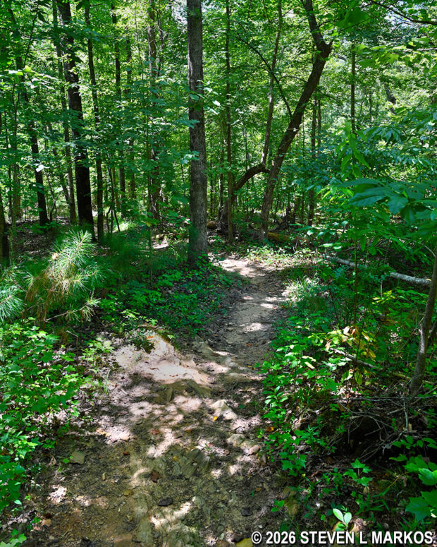 Typical terrain between intersections CS 9 and CS 12 on the Columns Drive Loop Hike in the Cochran Shoals unit of Chattahoochee River National Recreation Area