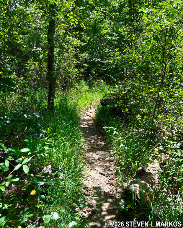 Narrow section of trail between intersections CS 9 and CS 12 on the Columns Drive Loop Hike in the Cochran Shoals unit of Chattahoochee River National Recreation Area