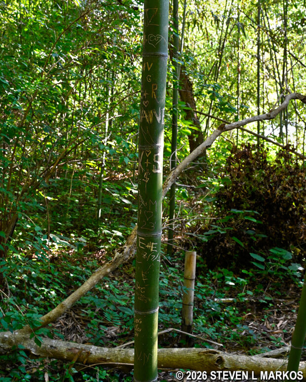 River Cane growing along the Chattahoochee River in the Powers Island section of Chattahoochee River National Recreation Area