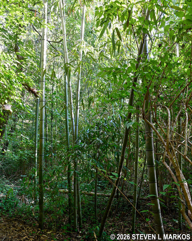River Cane forest growing along the Chattahoochee River in the Powers Island section of Chattahoochee River National Recreation Area