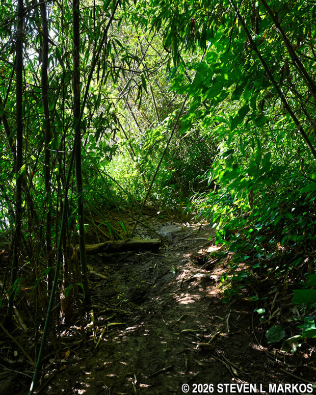 Powers Island trail to intersection PS 9 ends prematurely at dense summer vegetation, Chattahoochee River National Recreation Area