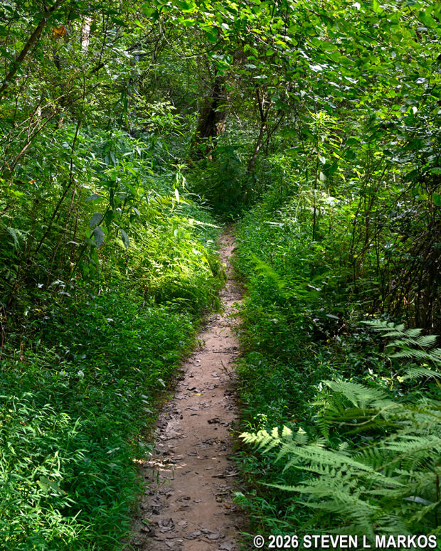 Narrow and slightly overgrown section of the Powers Island trails from PS 8 back to the parking lot, Chattahoochee River National Recreation Area