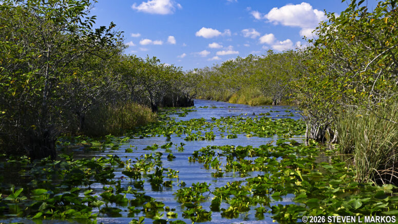 Canal leads from an airboat dock out into the grassland area of Everglades National Park