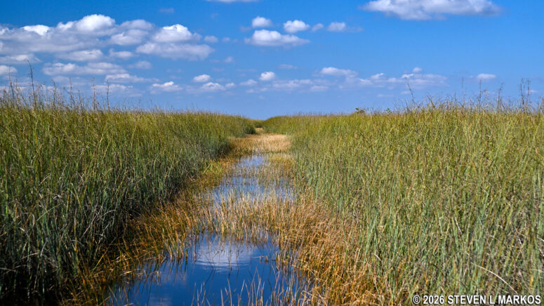 River of grass in the Shark Valley unit of Everglades National Park