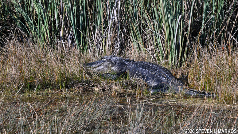 Alligator in the Shark Valley section of Everglades National Park