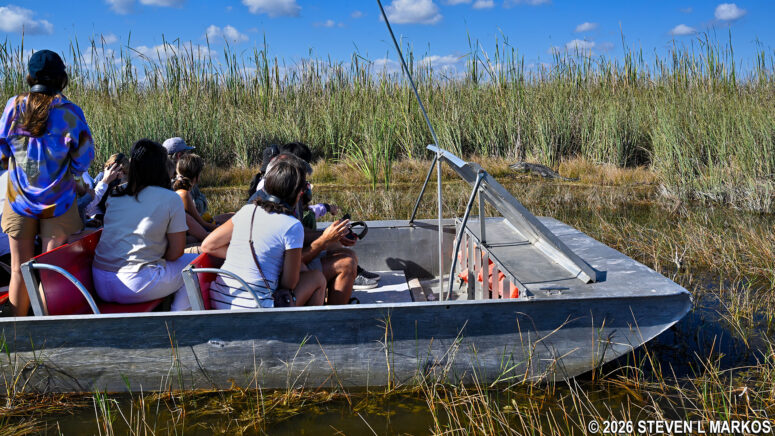 Airboat guide stops after spotting an alligator in Everglades National Park