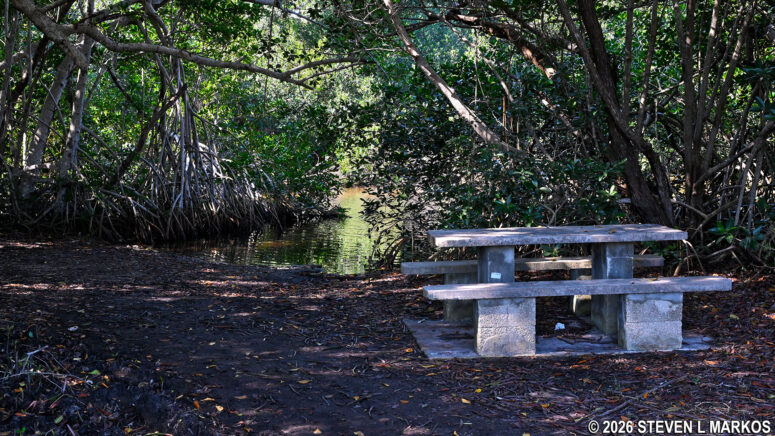 Picnic table at Coot Bay Pond in Everglades National Park