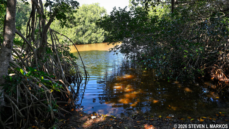 Canoe and kayak launch at Coot Bay Pond in Everglades National Park