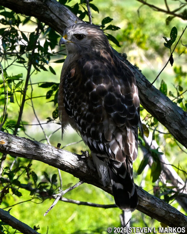 Red-shouldered hawk on the Eco Pond Trail in the Flamingo unit of Everglades National Park