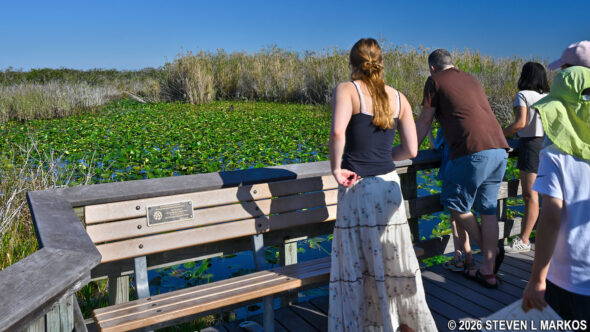 Visitors look for animals in a pond along the Anhinga Trail in the Royal Palm unit of Everglades National Park