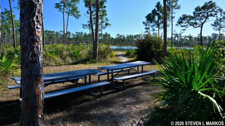 Picnic tables along a path to the lake at the Long Pine Key Picnic Area in Everglades National Park