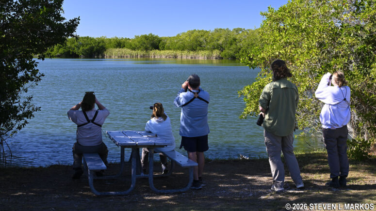 Birdwatchers at Paurotis Pond in Everglades National Park