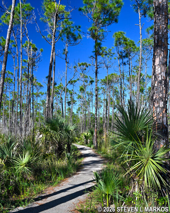 The Pinelands Trail in Everglades National Park leads through a pine forest along a paved path