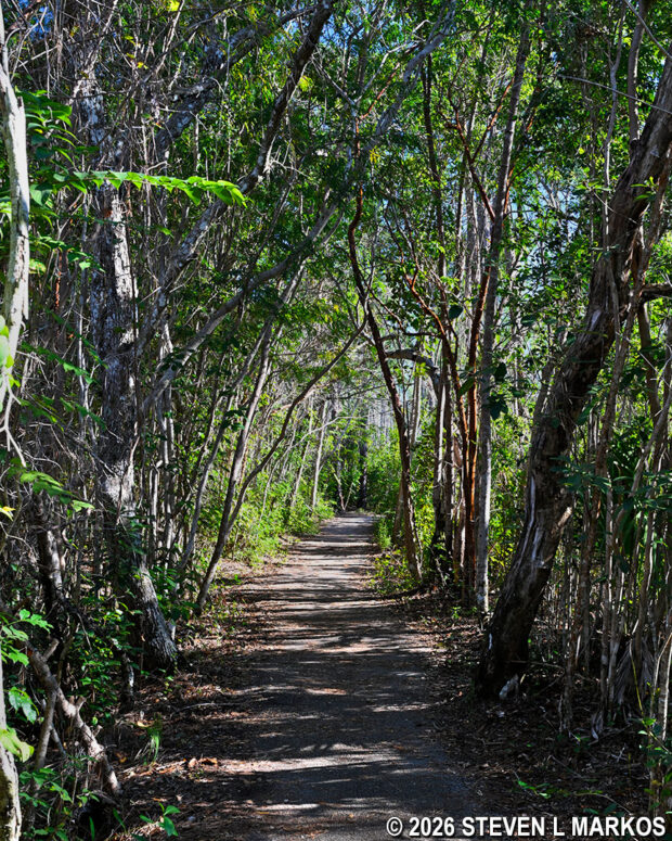 Tunnel of trees at the far end of the loop on the Pinelands Trail in Everglades National Park
