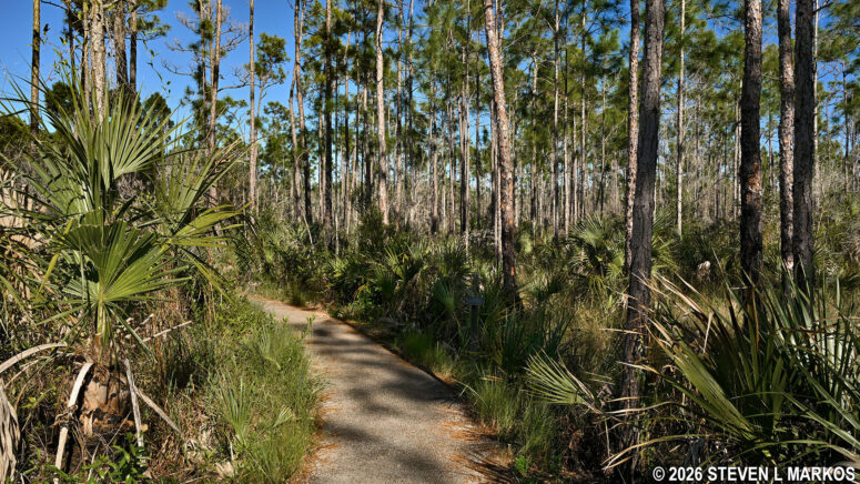 Typical terrain on the Pinelands Trail in Everglades National Park