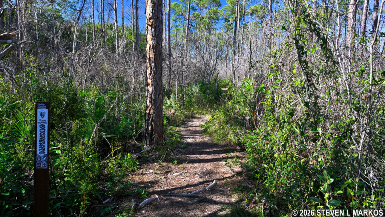 Three-in-One Trail enters the Wilderness Area of Everglades National Park
