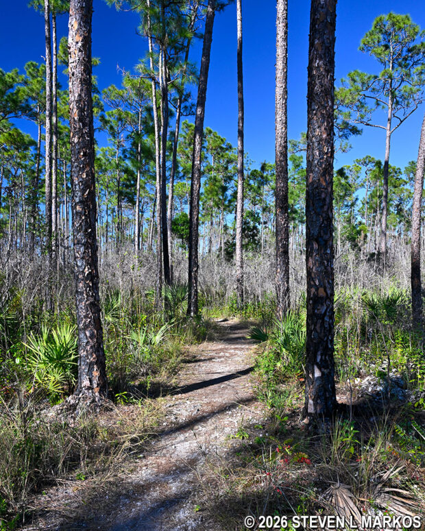 Three-in-One Trail passes through a pine rocklands ecosystem, Everglades National Park