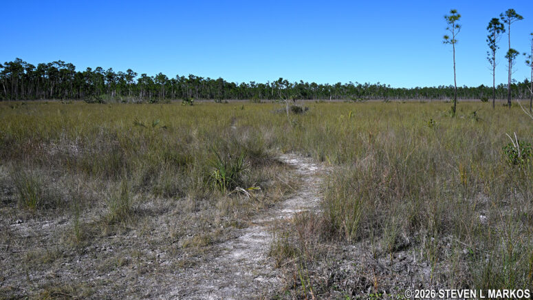 Connector between the Three-in-One and Long Pine Key Nature trails in Everglades National Park