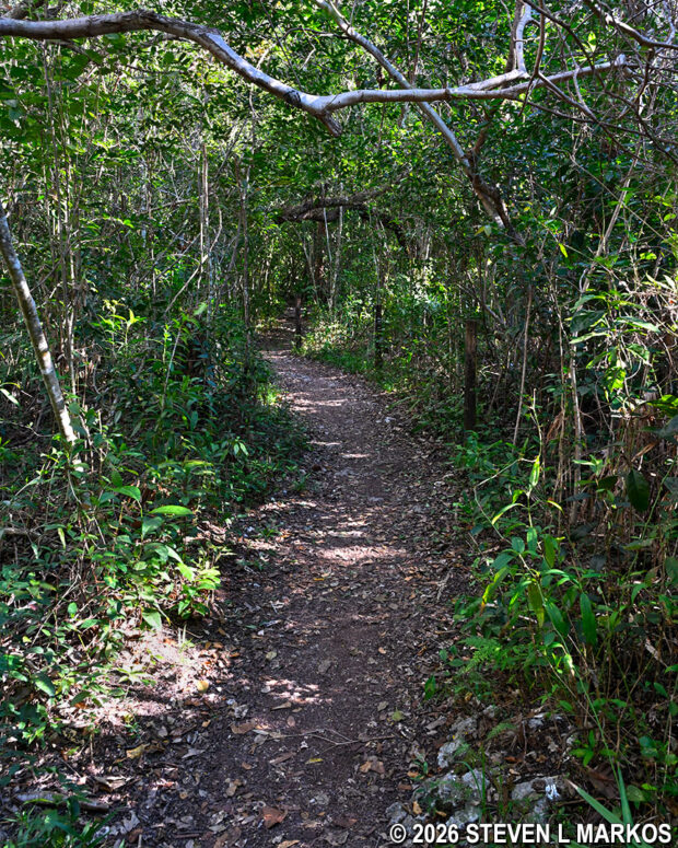 Hardwood hammock terrain on the Three-in-One Trail in Everglades National Park