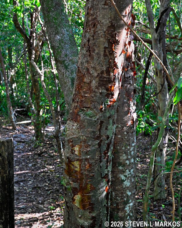 Gumbo limbo tree in the hardwood hammock section of the Three-in-One Trail in Everglades National Park