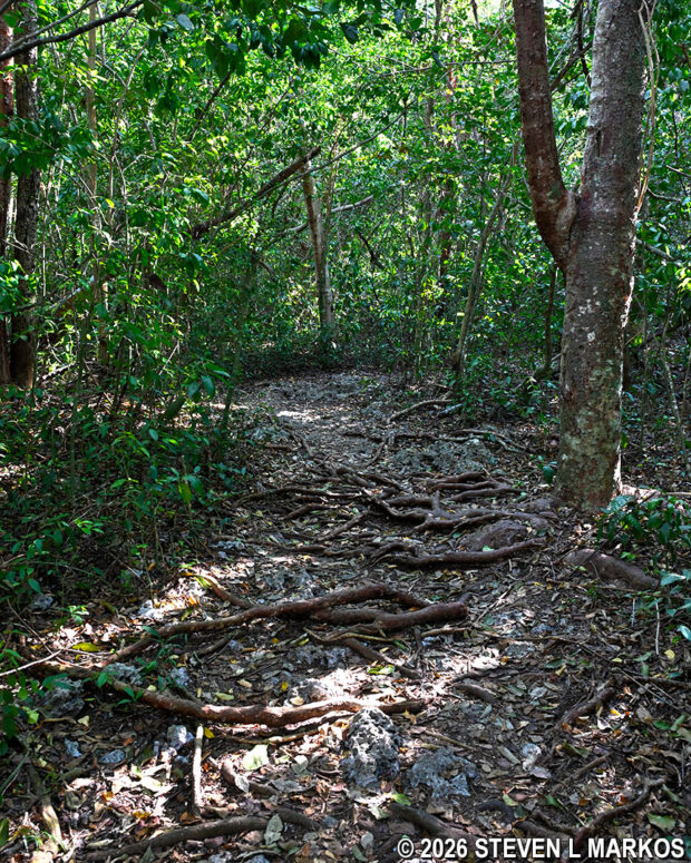 Root-covered trail in the hardwood hammock section of the Three-in-One Trail in Everglades National Park