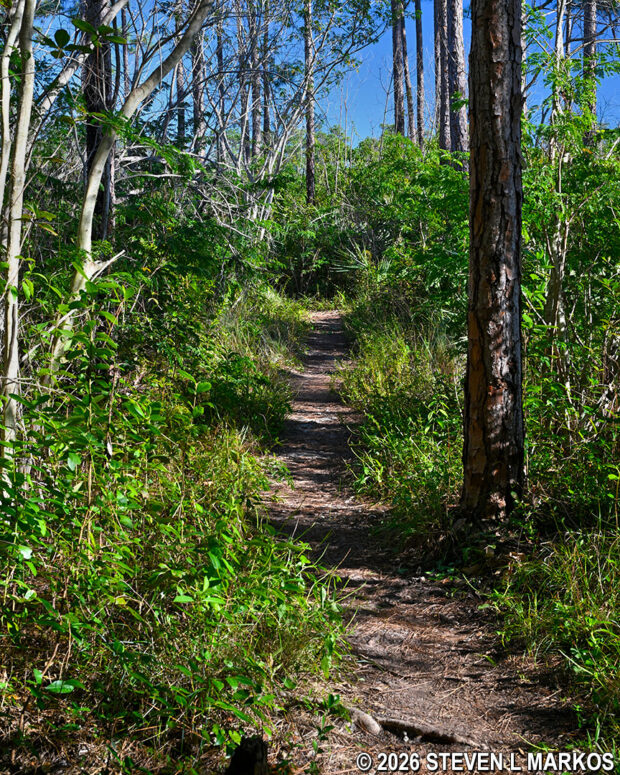 Pine rocklands terrain near Long Pine Key Lake on the Three-in-One Trail in Everglades National Park