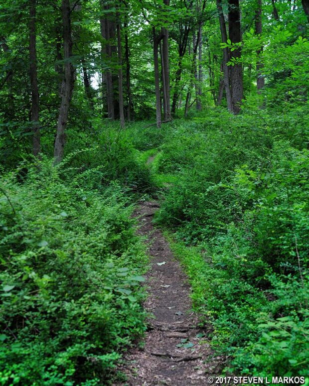 Typical terrain during the summer on the Patriots Path near the Cross Estate at Morristown National Historical Park