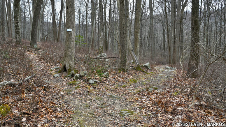 Start of the loop portion of the New Jersey Brigade Trail in Morristown National Historical Park
