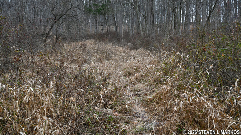 Overgrown section of the loop portion of the New Jersey Brigade Trail in Morristown National Historical Park