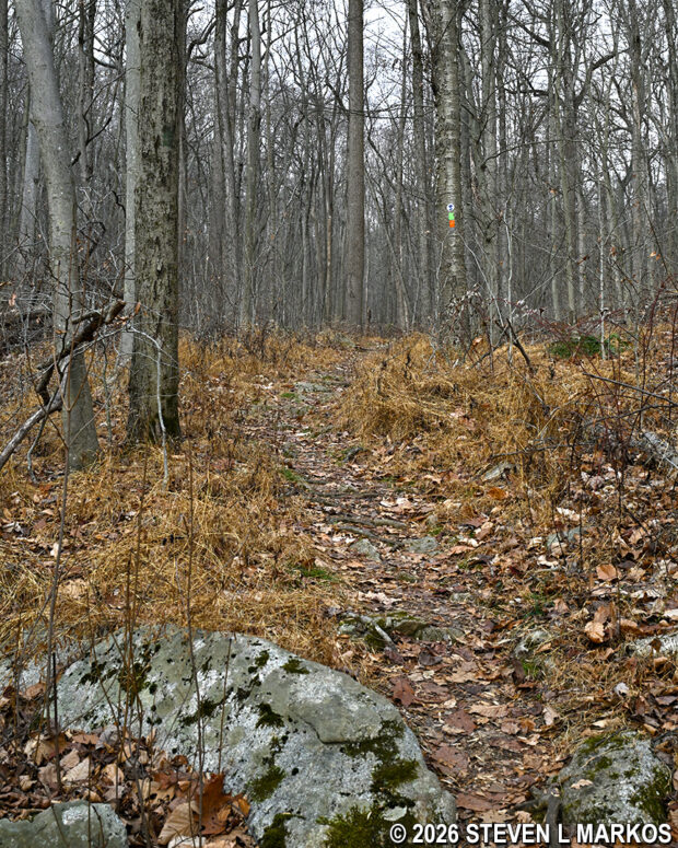 Typical terrain where the Soldier Hut Trail, Aqueduct Trail, and Patriots Path are merged, Morristown National Historical Park
