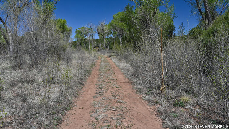 Cottonwood trees along the northeastern side of the South Pasture Loop Trail at Pecos National Historical Park