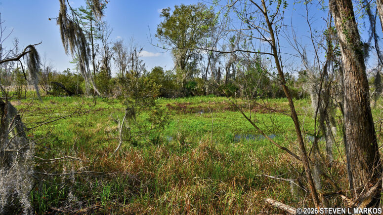 Overgrown southern Twin Canal in the Barataria Preserve, Jean Lafitte National Historical Park and Preserve