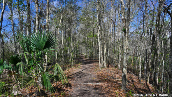 Twin Canals Trail in the Barataria Preserve, Jean Lafitte National Historical Park and Preserve
