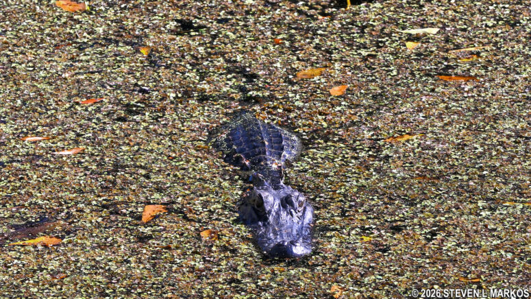 Alligator in the water at the Twin Canals Trail in the Barataria Preserve, part of Jean Lafitte National Historical Park and Preserve