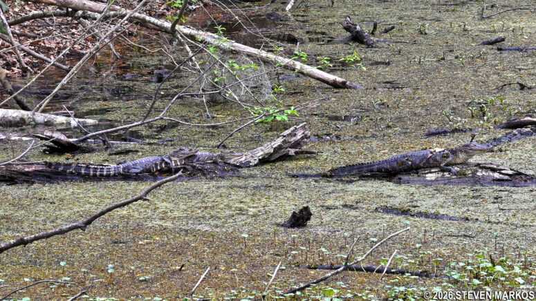 Alligators sunbathing at the Twin Canals Trail in the Barataria Preserve, part of Jean Lafitte National Historical Park and Preserve